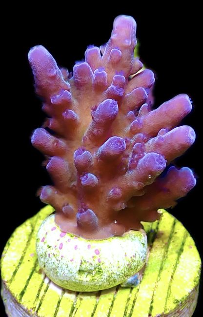 WYSIWYG 22J Oregon Blue Tort Acropora Frag