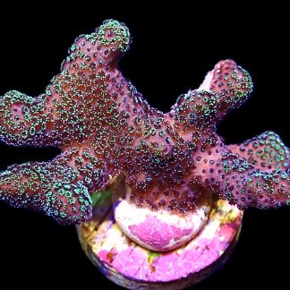WYSIWYG 16B Purple & Green Polyped Stylophora Frag Large