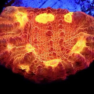 WYSIWYG 33E Iron Man Chalice Frag