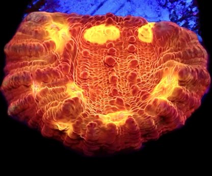 WYSIWYG 33E Iron Man Chalice Frag