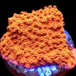 WYSIWYG M12 Sherbet Fizz Montipora Frag
