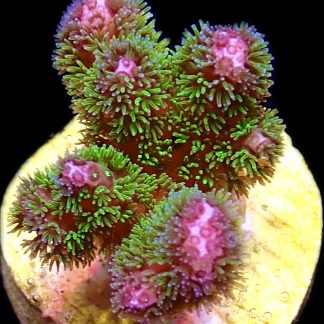 WYSIWYG 21A M.O.C Amethyst Gem Pocillopora Frag