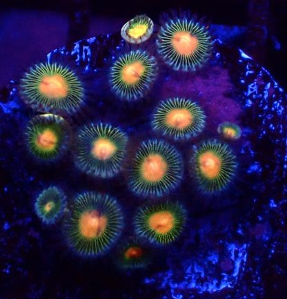 M.O.C's Forest Flare Zoanthid 8+ Polyps