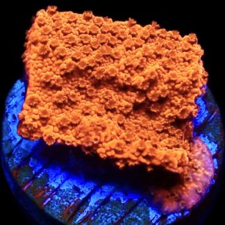 WYSIWYG 23B Sherbet Fizz Montipora Frag