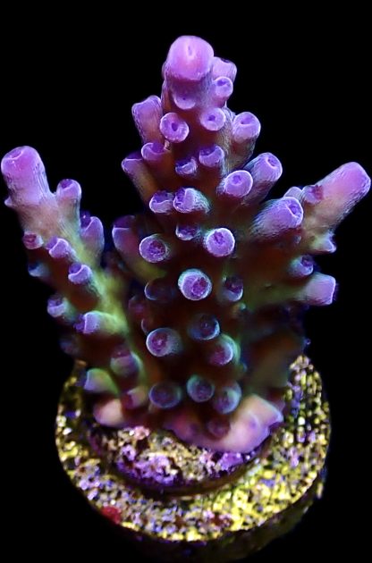 WYSIWYG 11H Miyagi Tort Acropora Frag