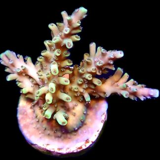 WYSIWYG 22D Acropora Natalensis Frag Large