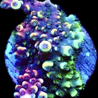 WYSIWYG 23F Pink Cadillac Acropora