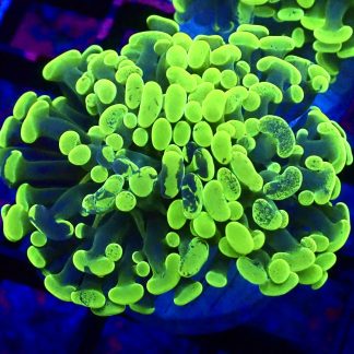 Neon/Purple Splatter Branching Hammer Double Head