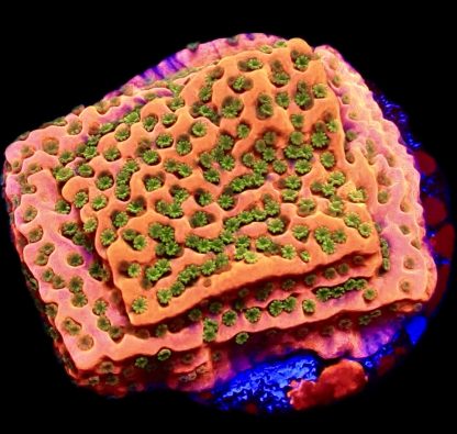 WYSIWYG 13L Tropic Thunder Montipora Frag