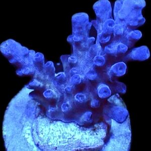 WYSIWYG 8i Oregon Blue Tort Acropora Frag