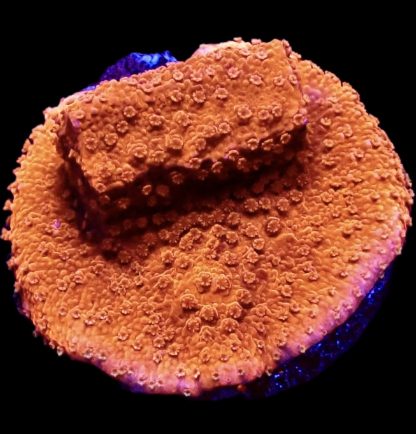 WYSIWYG 11C M.O.C. Sherbet Fizz Montipora Frag