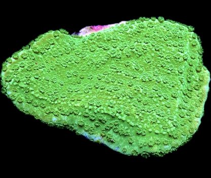 WYSIWYG M1 M.O.C. Green Goblin Montipora Frag Large