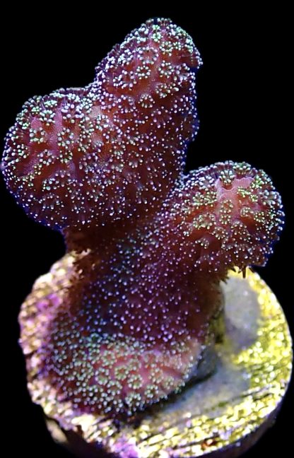 WYSIWYG 8A Purple & Green Polyped Stylophora Frag