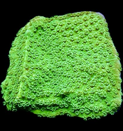 WYSIWYG 15C M.O.C. Green Goblin Montipora Frag Large