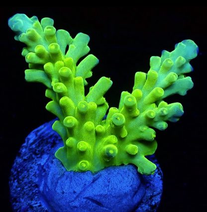 WYSIWYG 9H M.O.C. Highlighter Acropora Frag