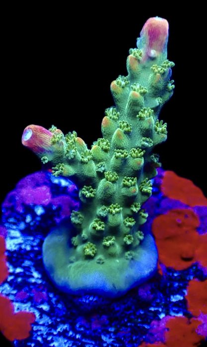 WYSIWYG 10D M.O.C. Bubblebath Unicorn Acropora Frag