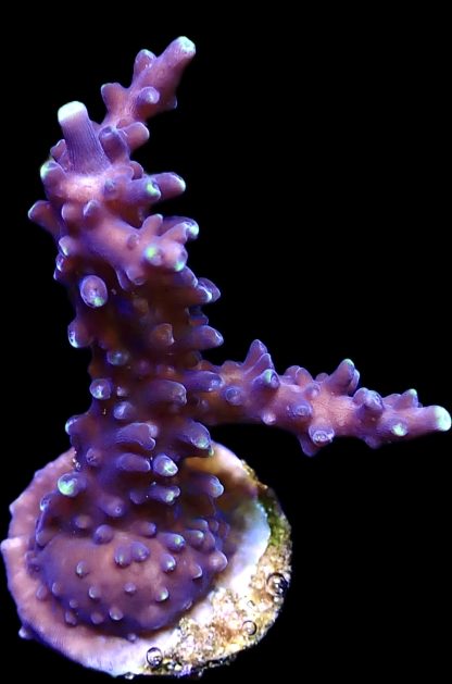 WYSIWYG 19H Greg C Ultimate Blue Staghorn Acropora