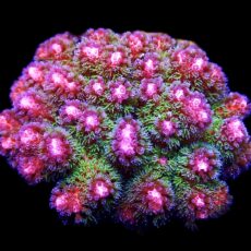 WYSIWYG 11F Amethyst Gem Pocillopora Colony