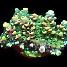 WYSIWYG 14G Pink Cadillac Acropora