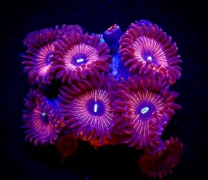 Red People Eater Zoanthid ( 4-6 Polyps )