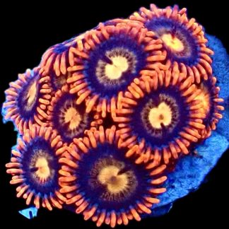 M.O.C Midnight Flare Zoanthid 10+ Polyps