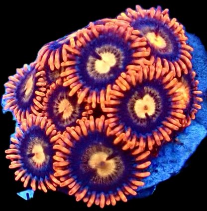 M.O.C Midnight Flare Zoanthid 10+ Polyps