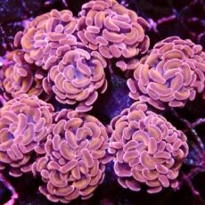 Rose/Gold Branching Hammer Frag