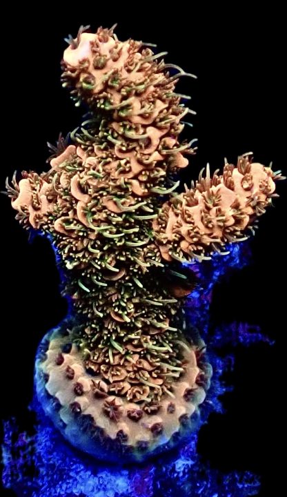 WYSIWYG 10D Acropora Frag