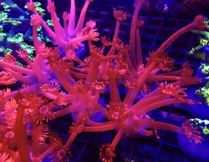 M.O.C. Blazing Inferno Long Polyped Goniopora Frag 15+ Polyps