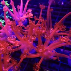 Blazing Inferno Long Polyped Goniopora Frag 20+ Polyps