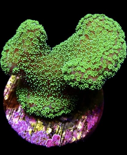 WYSIWYG 16B Ultra Neon / Pink Based Fluorescent Stylophora Frag