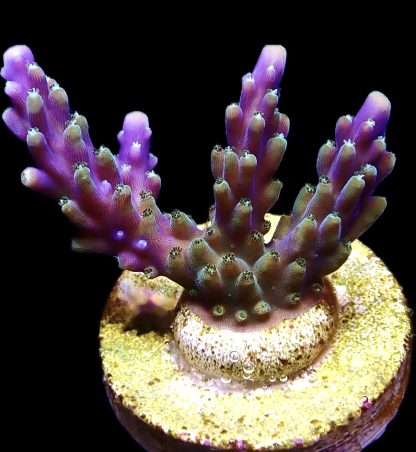 WYSIWYG 23F Purple Acropora Nana Frag