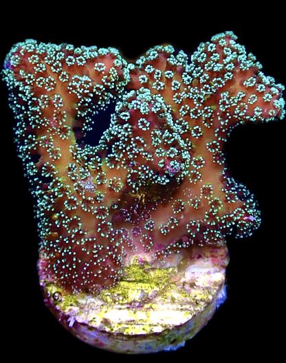 WYSIWYG 18B Ultra Stylophora Frag