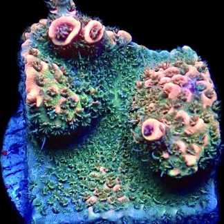 WYSIWYG 15E Pink Hulk Acropora Millepora Frag