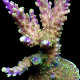 WYSIWYG 23F Purple Acropora Nana Frag Large