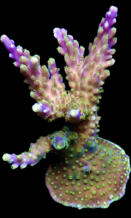 WYSIWYG 23F Purple Acropora Nana Frag Large