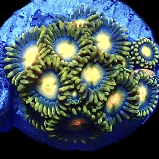 WYSIWYG Zoanthid Frag B3