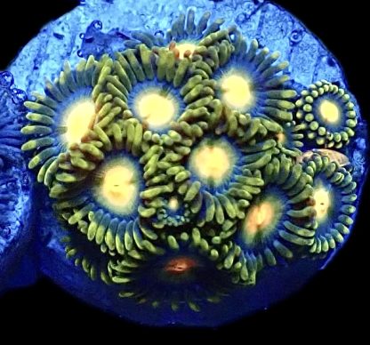 WYSIWYG Zoanthid Frag B3