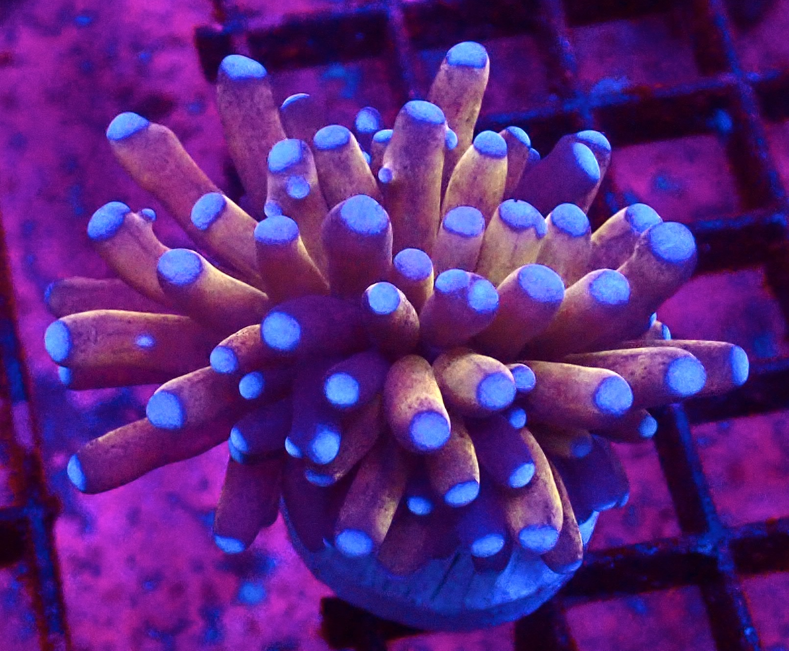 Tiger Torch Euphyllia - Image 2