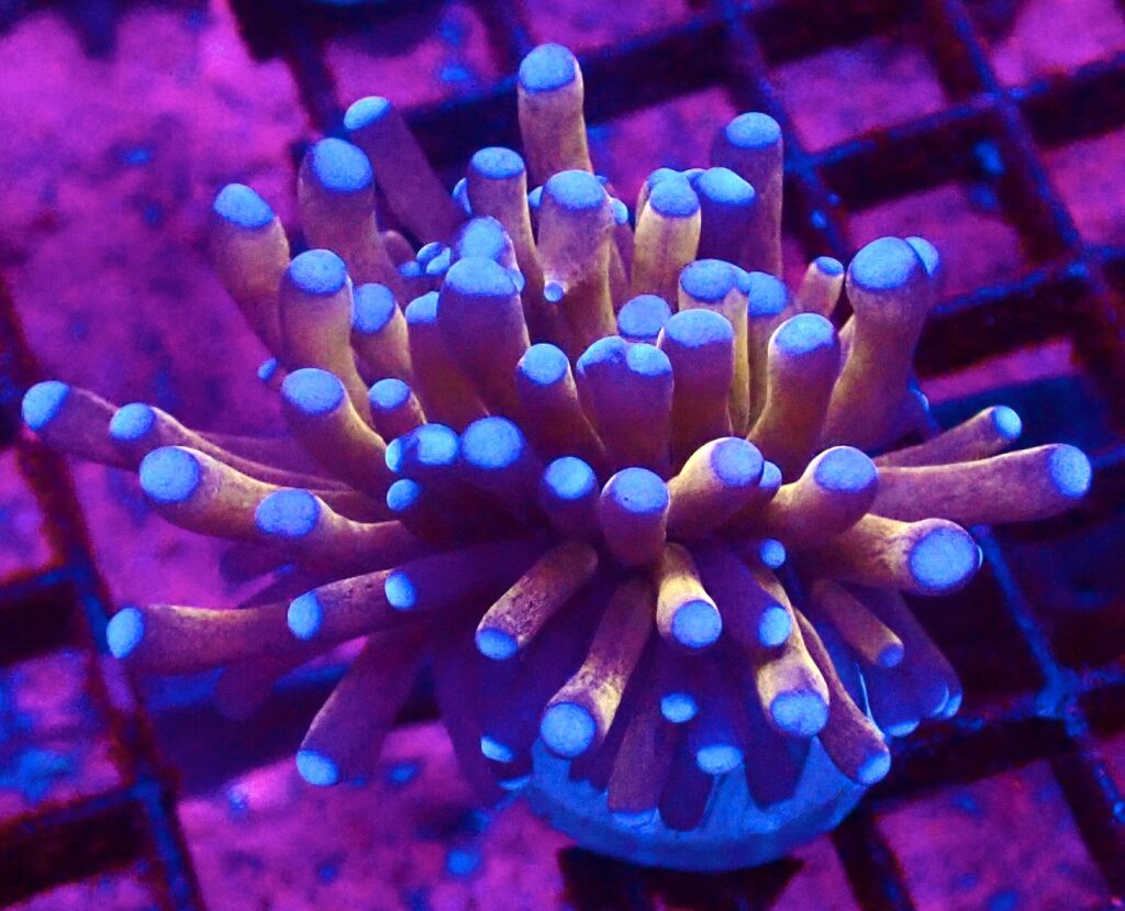 Tiger Torch Euphyllia