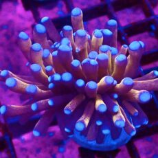 Tiger Torch Euphyllia