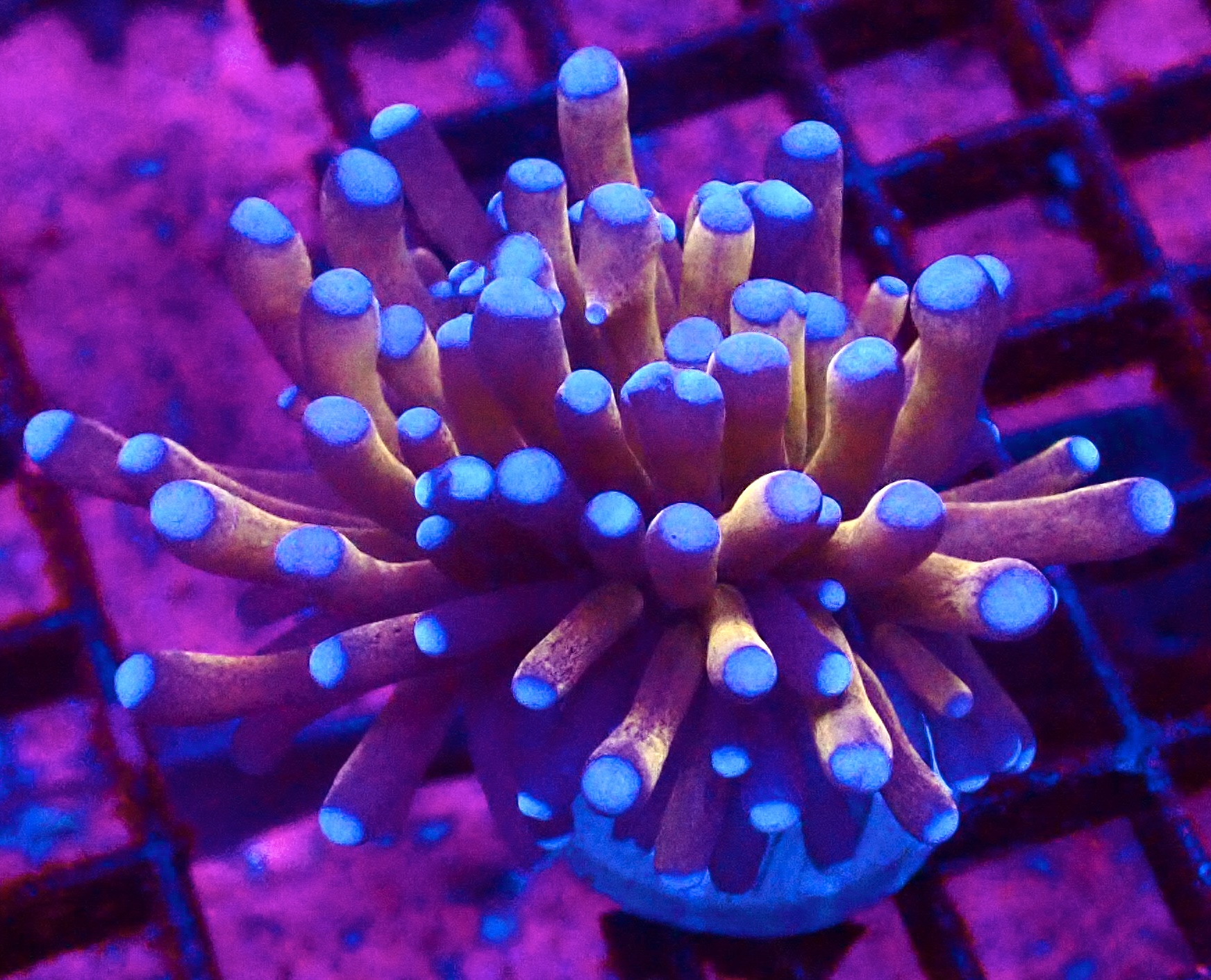 Tiger Torch Euphyllia