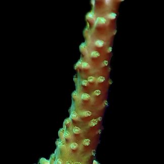 WYSIWYG 18G Violet Tipped Staghorn Frag Large