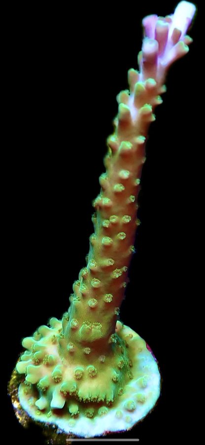 WYSIWYG 18G Violet Tipped Staghorn Frag Large