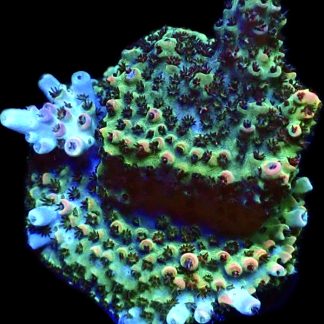 WYSIWYG 19D Bill Murray Acropora Frag