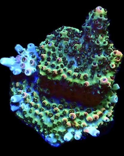 WYSIWYG 19D Bill Murray Acropora Frag