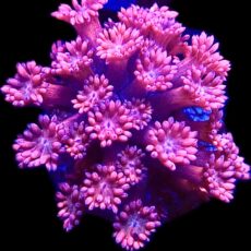 Flaming Flamingo Ultra Goniopora Frag (20+ Polyps)