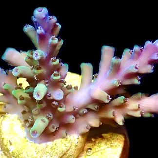 WYSIWYG 24G Acropora Natalensis Frag