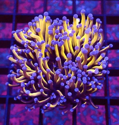 WYSIWYG 24K Gold Torch Euphyllia T3 Large Single Head