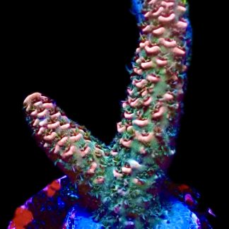 WYSIWYG 16E Pink Hulk Acropora Millepora Frag